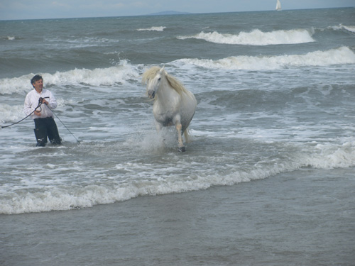White stallion in the waves of the Mediterranean Sea.