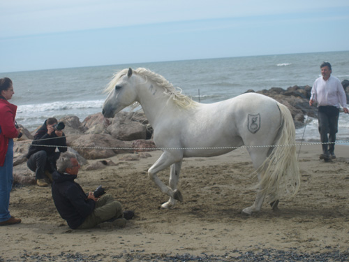 This Camargue stallion competes in dressage