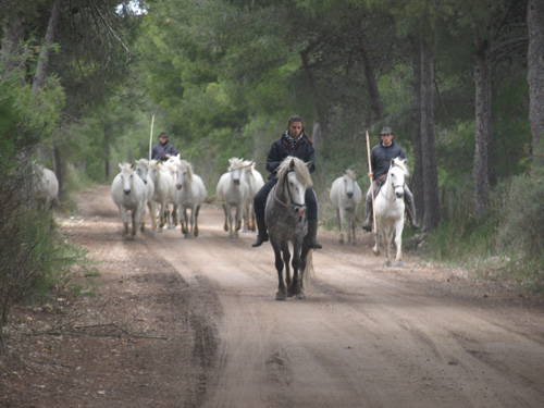 Watching les guardians guiding the horses down this peaceful country road was another highlight of the trip. It was actually the setting for my favorite Camargue painting.