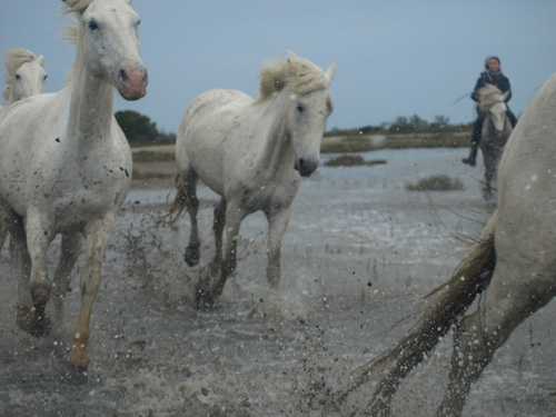Camargue horses splash by equine artist Karen Brenner