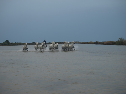 The vast watery Camargue is a dreamlike setting to photography horses.