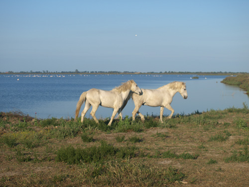 Two stallions play in front of a huge lake in a water fowl refuge. The lake is dotted with flamingos.