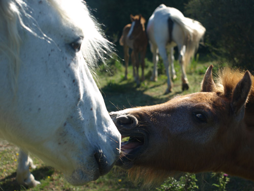 Visiting mares with their foals was a sweet part of the trip - and inspired many of my paintings!