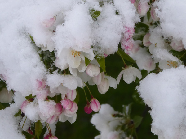 Snow in the Springtime